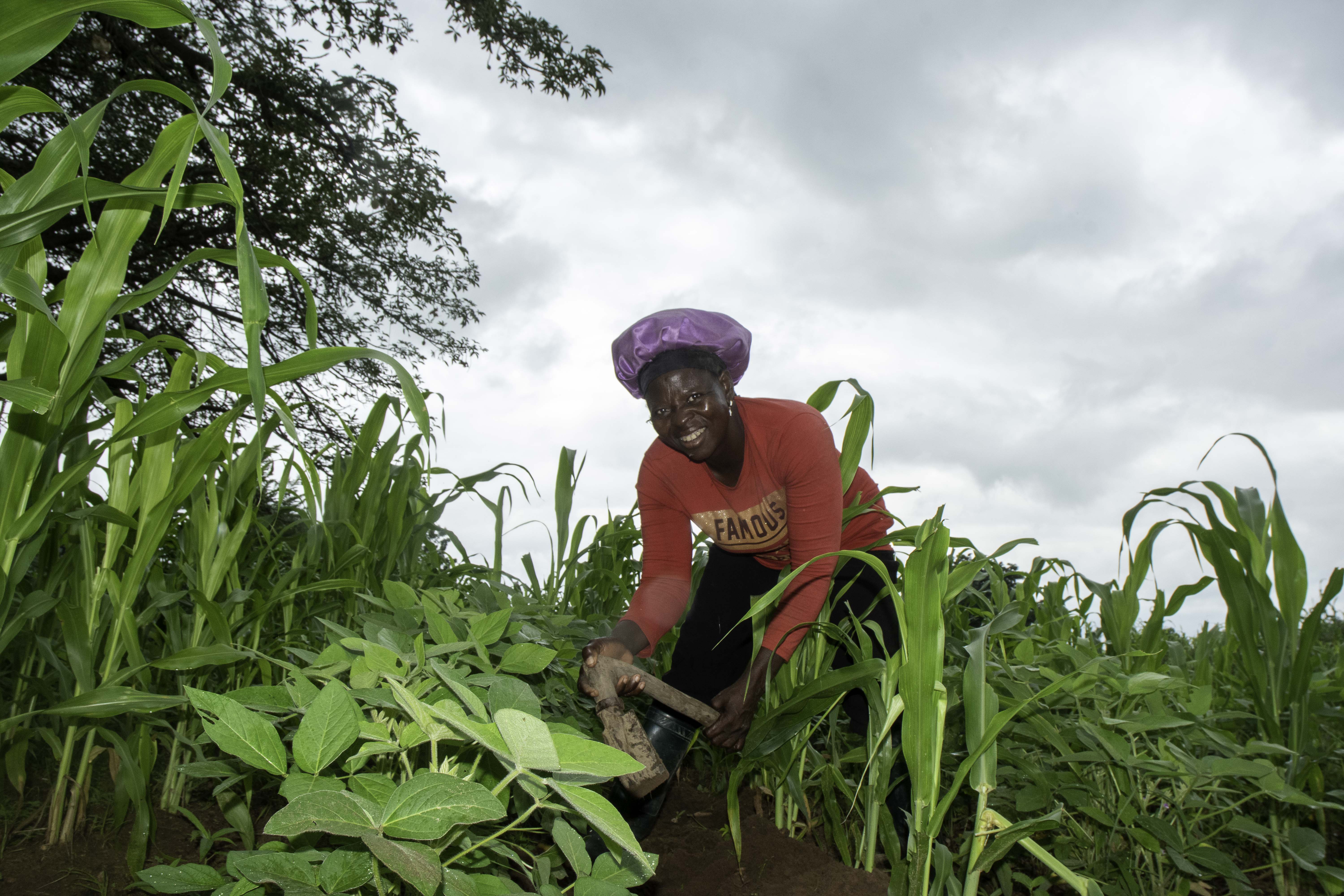 Cereal-Legume inter-cropping